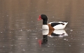 Bergeend (Male)